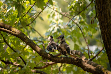 Blue Jay Babies in a Tree