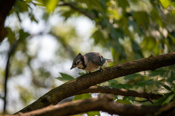 Blue Jay Babies in a Tree