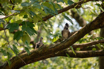 Blue Jay Babies in a Tree