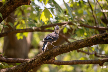 Blue Jay Babies in a Tree