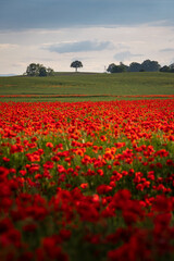 Polish landscape with poppies shows a vibrant field of red poppies swaying in the breeze, set against a backdrop of green meadows and distant hills, under a clear blue or softly clouded sky.