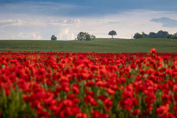 Polish landscape with poppies shows a vibrant field of red poppies swaying in the breeze, set against a backdrop of green meadows and distant hills, under a clear blue or softly clouded sky.