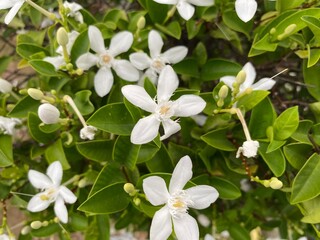 Fototapeta premium Bush with white flowers, tropical flowers, Thai flowers.