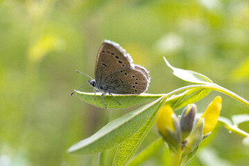 butterfly on a flower