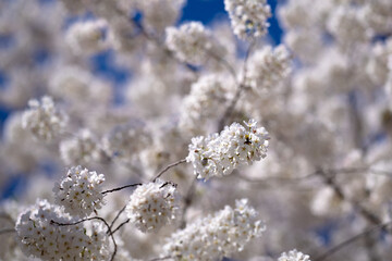 Spring blossom background. Blossoming tree branch with white flowers.