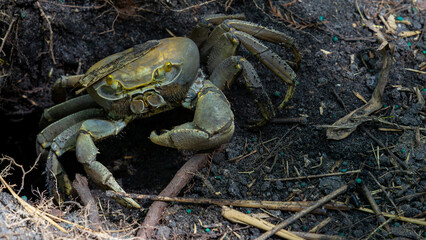 Land crab coming out of hole in ground