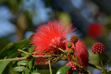 オオベニゴウカン