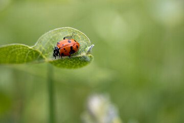 Fototapeta premium ladybug on leaf