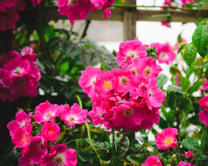 pink Chinese Rose flowers in the garden