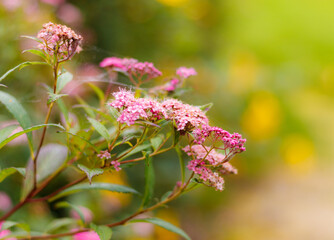 bee on pink flower
