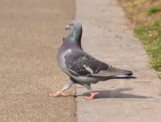 pigeon in the city