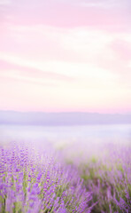 Beautiful image of lavender.Blossom field