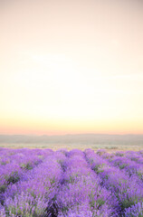 Beautiful image of lavender. Blossom field