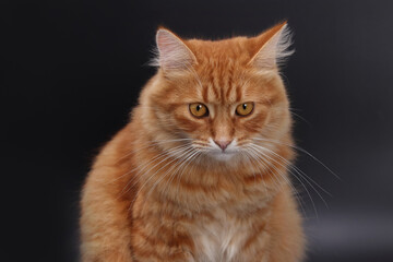 Ginger Cat. Orange cat against a dark background. Cat sitting and looking directly at the camera. Close-up shot ideas for pet-themed products or advertising.