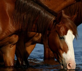 Water is Life for Wild Horses