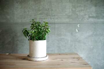 白い鉢に植えたペペロミア