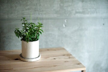 白い鉢に植えたペペロミア