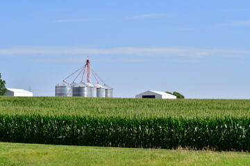 Grain Bins and Barn in a Corn Field