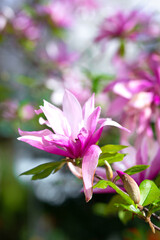 bush bright blooming branch magnolia liliiflora in the sun. girl smelling pleasant aroma of spring flowers in garden, vertical © Елена Якимова