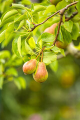 Birnbaum Birnenbaum im Garten