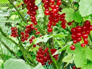 red currants on a bush in the garden in the rays of the spring sun