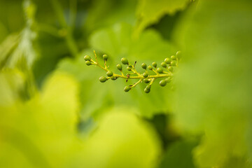 Traubenrebe im Garten