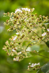 Brombeere im Garten