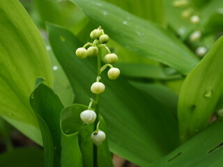 Obraz premium Lily of the vallay in the forest