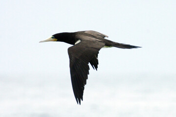 Um lindo Atobá pardo na caça aos peixes na praia de Cordeirinho- Maricá- RJ