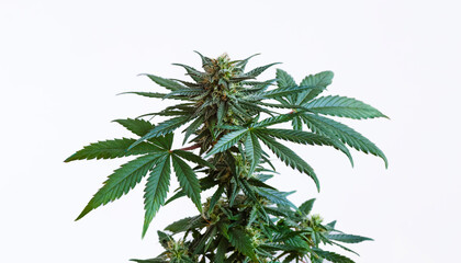 Cannabis plant with flowering bud isolated on white background. Medicinal marijuana hemp strain...