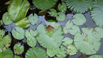 a collection of lotus leaves in a pond with a frog on one of the leaves
