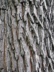 The structure of the tree bark in close-up. Tree trunk, texture.