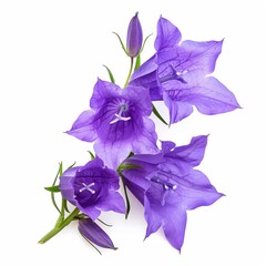 Naklejka premium Purple Campanula Isolated on White Background. Beautiful Campanula Flower