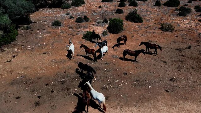 Menorca, caballos y playas. naturaleza del mediterr&aacute;neo en el verano.  