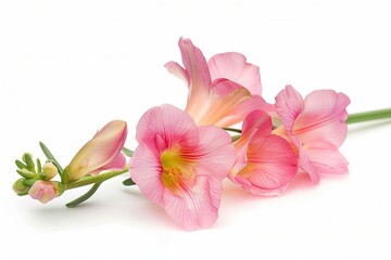 Fototapeta premium Pink Freesia Isolated on White Background. Beautiful Freesia Flower