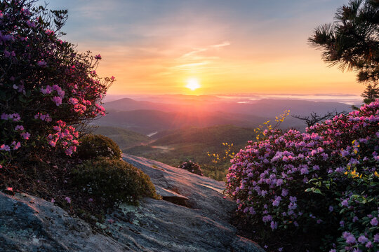 Scenic summer sunrise, pink shell azalea, north carolina