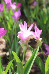 Beautiful Krachiao flowers blooming on the mountain.