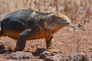 Galapagos land iguana (Conolophus subcristatus), a large lizard endemic to Ecuador's Galapagos Islands. Closeup of a land iguana walking on dry ground, North Seymour Island, Galapagos archipelago.