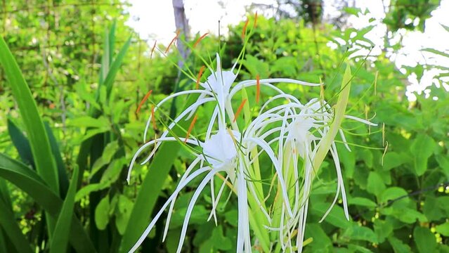 Hymenocallis caribaea caribbean spider lily unique white flower Mexico.