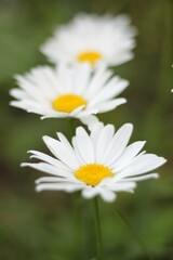 Obraz premium daisy flower