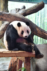 Obraz premium Panda bear resting in hot day, ZOO in Panyu district, Guangzhou city, China.