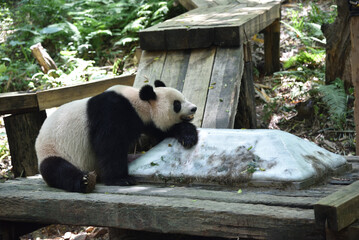 Panda bear resting on ice cube in hot day, ZOO in Panyu district, Guangzhou city, China.