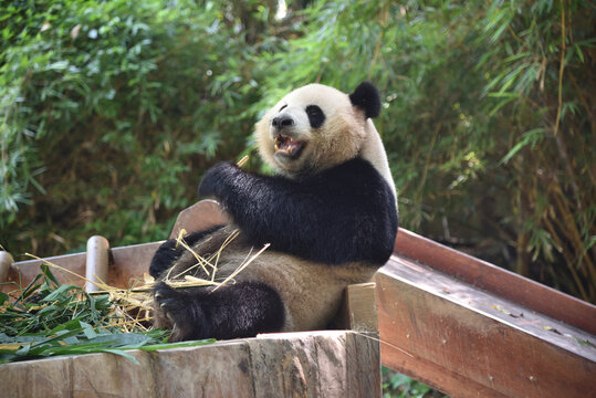 Panda bear resting in hot day, ZOO in Panyu district, Guangzhou city, China.
