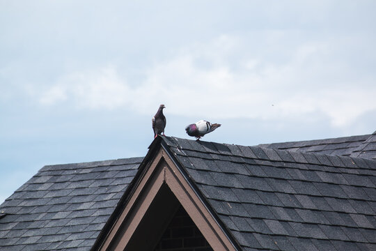pigeons on the roof and a cloudy sky