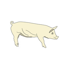 Pig illustration PNG