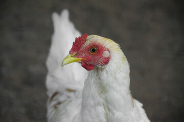 Close up Hen in a breeding cage, Chicken in a wire cage. selective focus