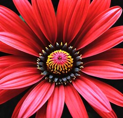 red dahlia flower, nature, beauty, gerber, red, plant, blossom, isolated, bloom, flora, spring, floral, macro, flowers