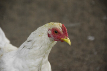 Close up Hen in a breeding cage, Chicken in a wire cage. selective focus
