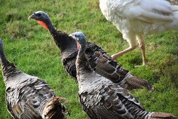 A flock of beautiful Turkey Birds (Meleagris) on a bright background in a fresh green meadow.