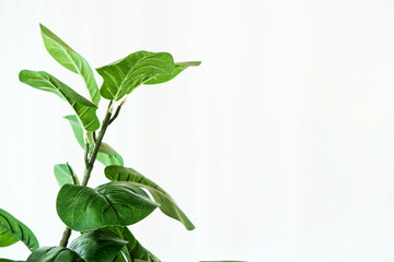 Real photo of houseplants in a glass room with white curtains.